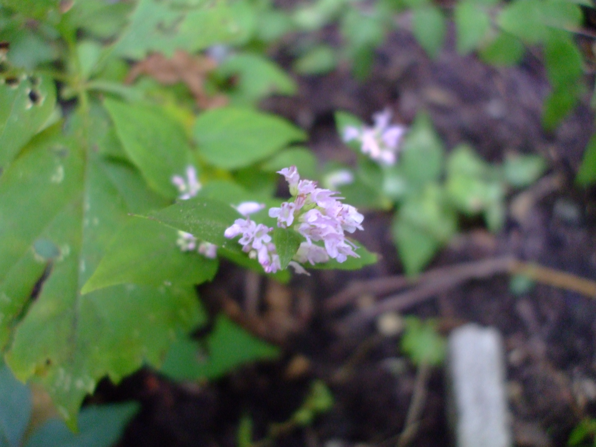 Cunila origanoides